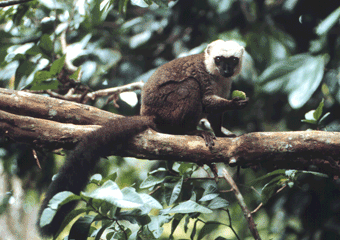 Lemur fulvus with guava