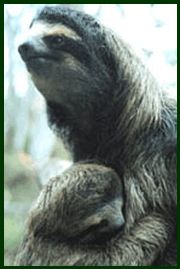 Sloth Mom and baby