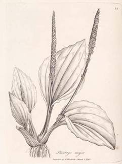 This is a botanical drawing of common plantain and i only want one image of this.