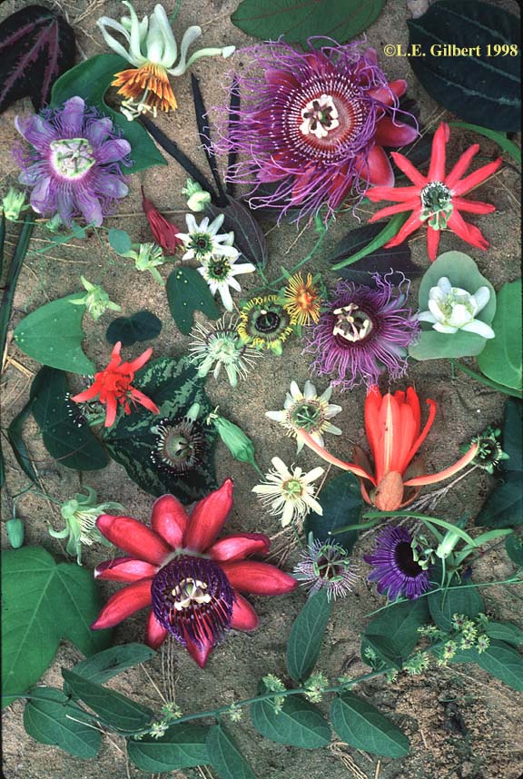 passion flower collage