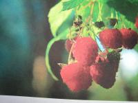 Raspberry fruit and leaf pictures