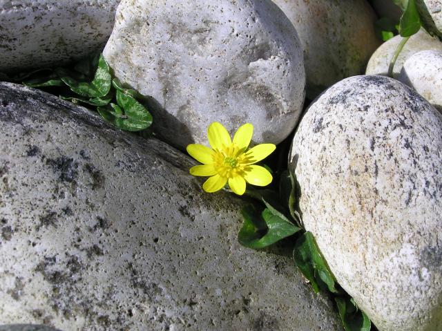 flower in stone