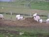 lamb pinging