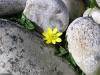 flower in stone