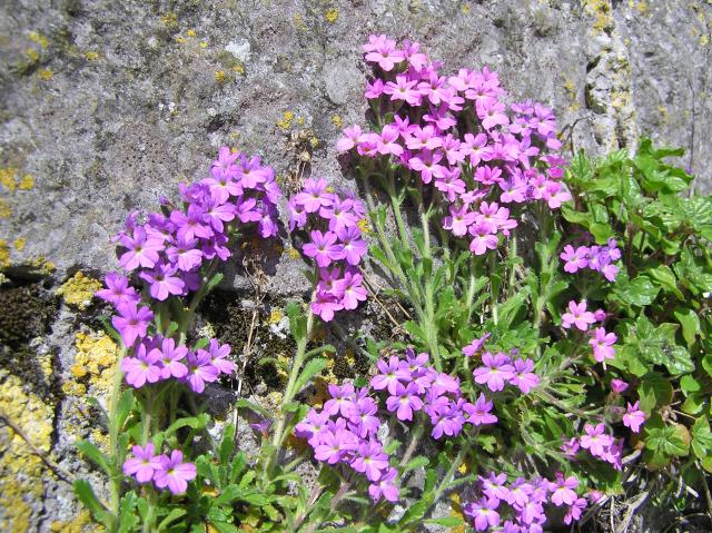 purple wildflowers