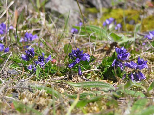 purple wildflowers 2
