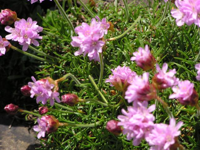 pink wildflower 3