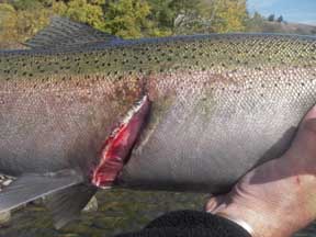 This was more than likely caused from the fish becoming entangled in a gill net Doug Richert