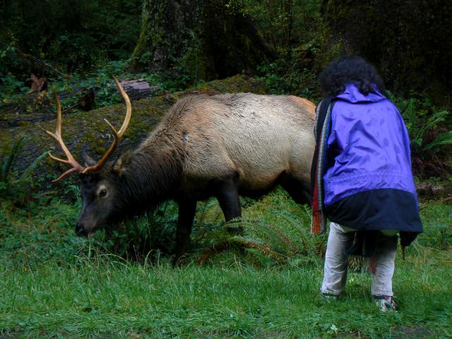 Nalini getting way too close to the elk--Olympic Peninsula fieltrip