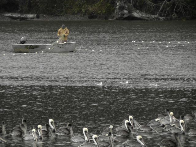 a guy and some pelicans--Olympic Peninsula fieldtrip