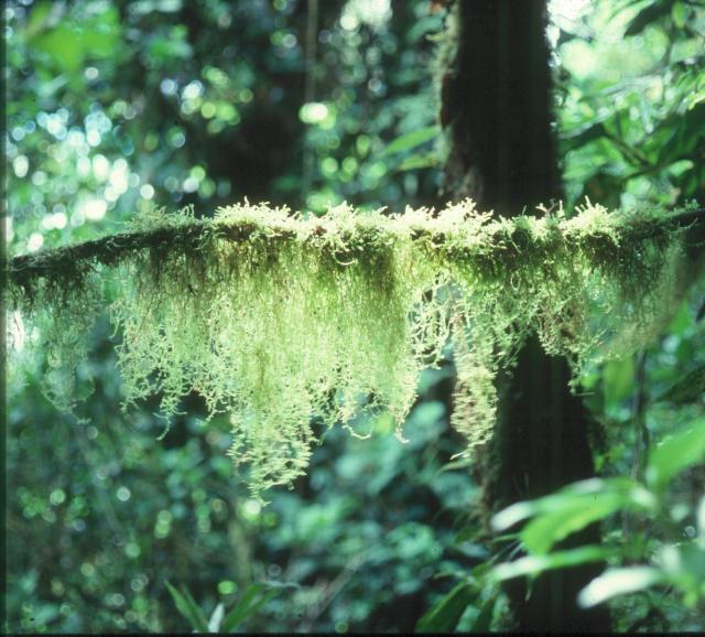 Hanging Moss