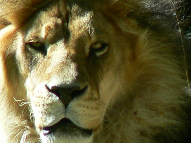 Lion--Woodland Park Zoo