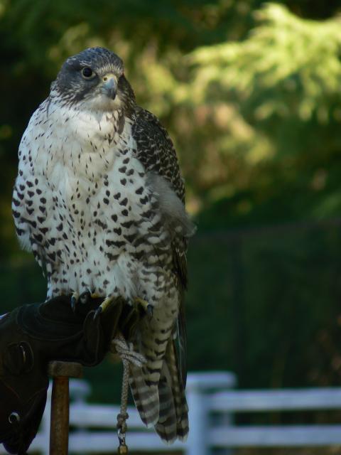 Cool Lookin Hawk--Woodland Park Zoo