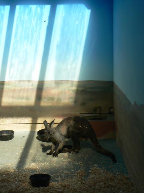 Kangaroo in not a very big habitat--Woodland Park Zoo
