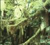 Temperate Rainforest Moss 2