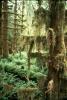 Temperate Rainforest Moss 4