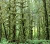 Temperate Rainforest Moss