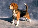 Beagles rule