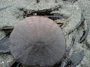 D.excentricus in low tide