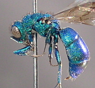 File:cuckoo wasp.jpg