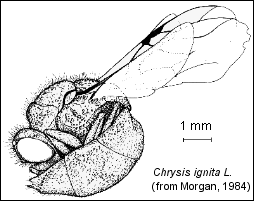 File:cuckoo wasp -2.gif