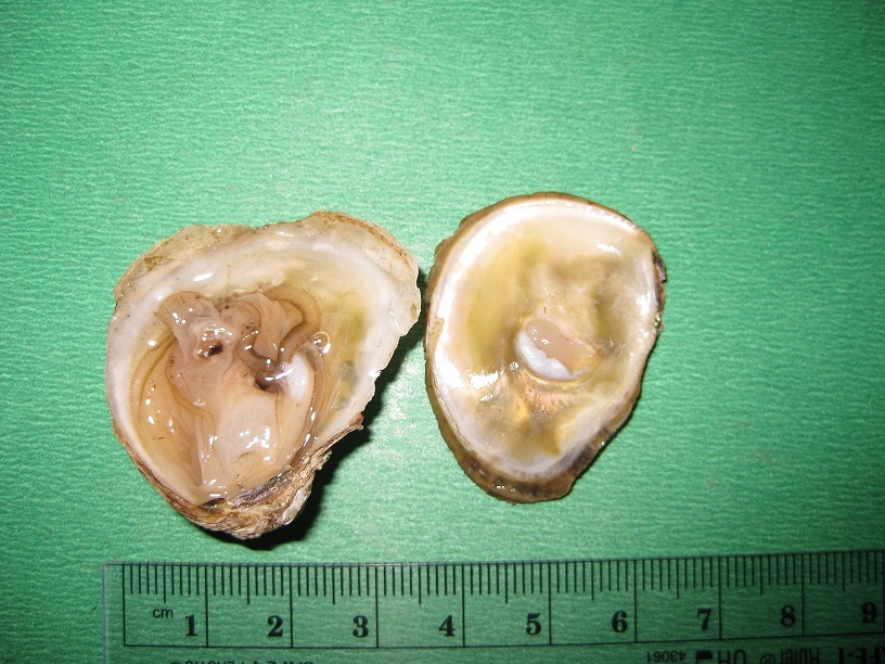 File:Olympia Oyster.jpg