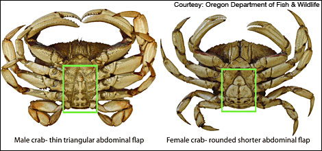 Image:080910 male female crab.jpg