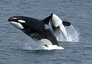 Two killer whales jump above the sea surface...