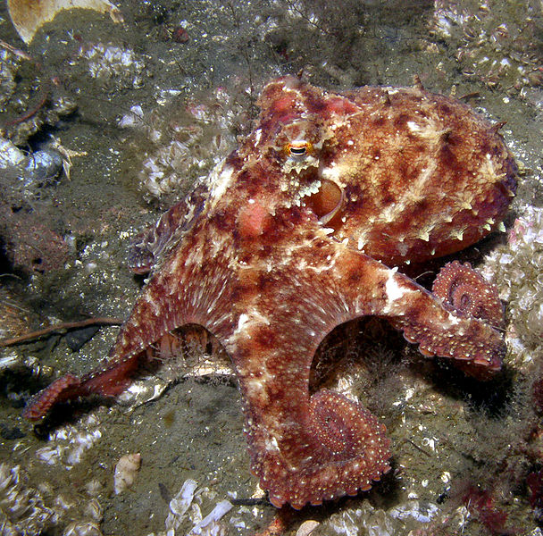 File:Octopusrubescens-wikicommons.jpg
