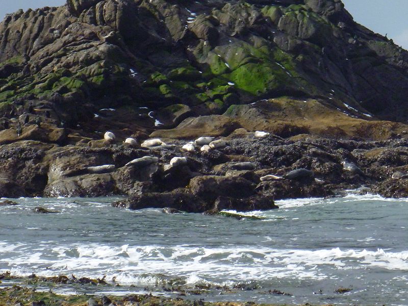 File:Harbor seal island.jpg