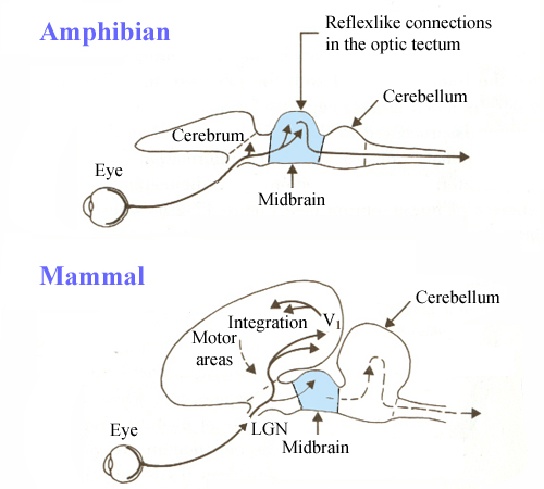 view sulfur in proteins 1959