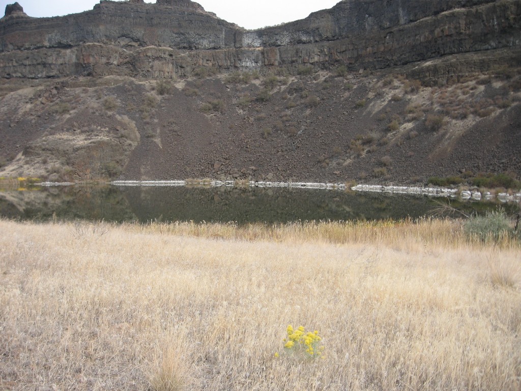 The lonely yellow flowers