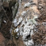 Brittle basalt and dormant lichen.
