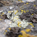 Bright lichen on basalt