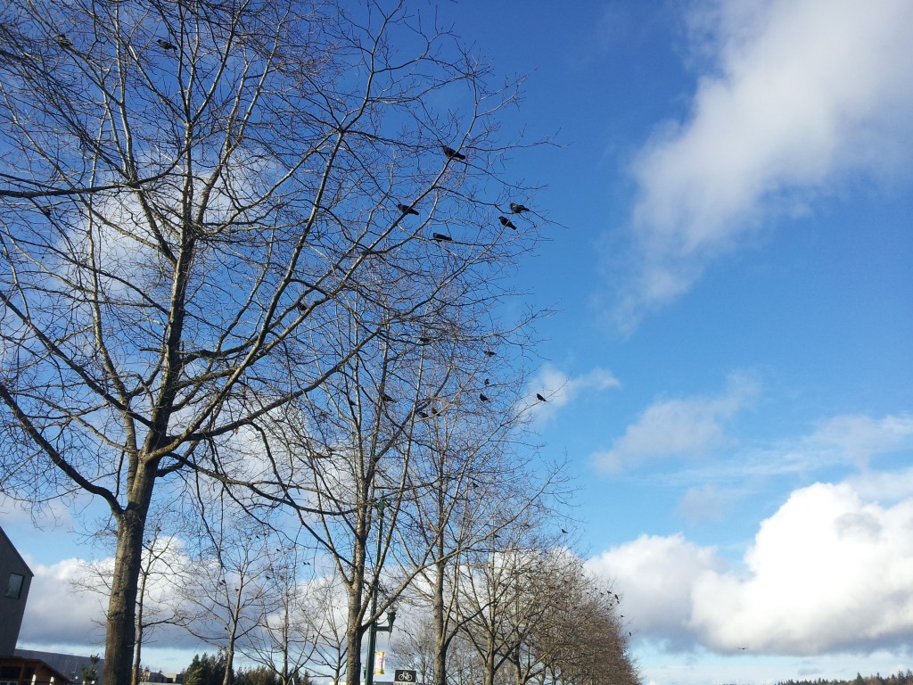Crows flocking to leafless trees.