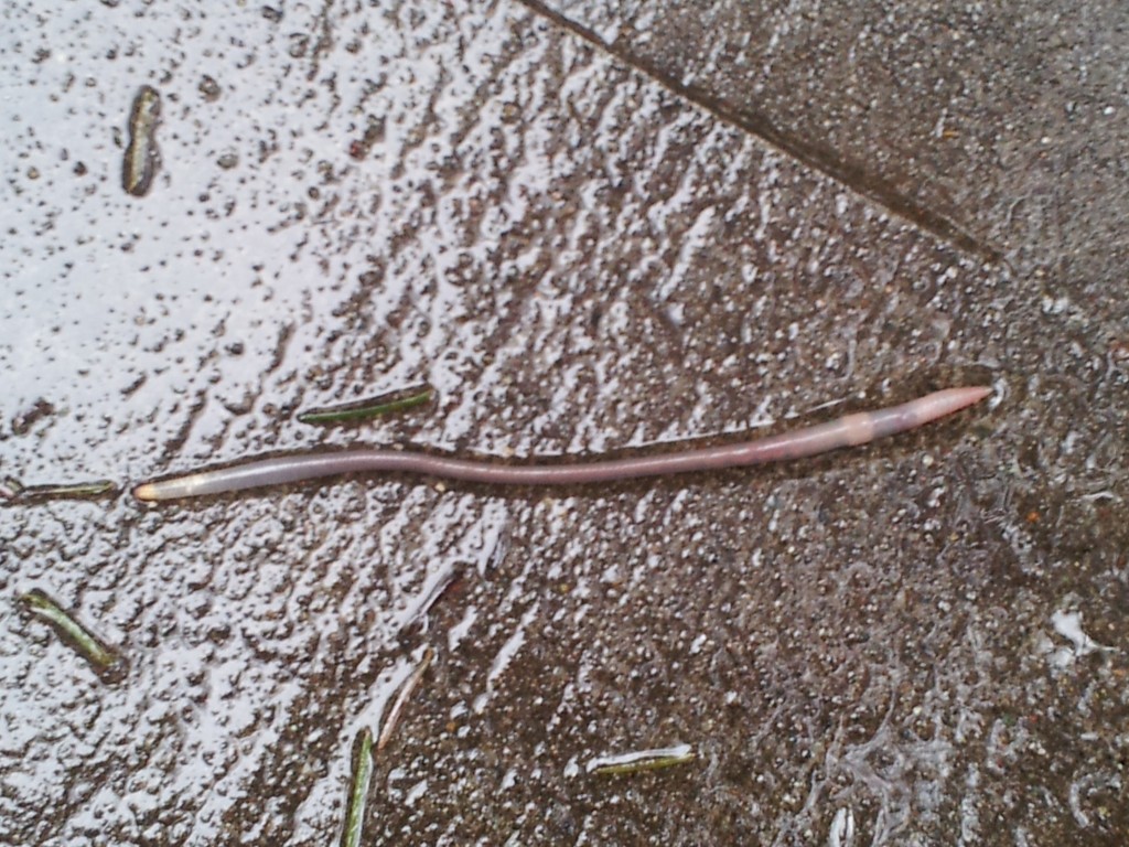 Worm in the rain.  His name is Steve.