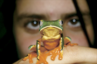 Summer Frog Image