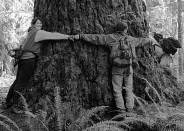 Students get hands on with a douglas fir