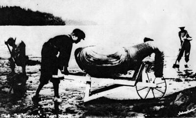 Antique image of a very large geoduc in a wheel barrow with clam diggers in the background.