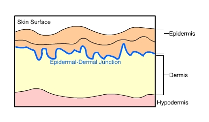 layers of skin diagram tattoo