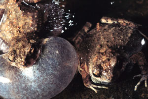 Physalaemus courting pair