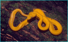 Eyelash viper on Soropta peninsula, Panama