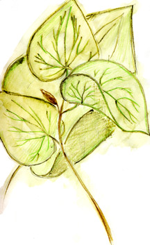 drawing of kava - leaves