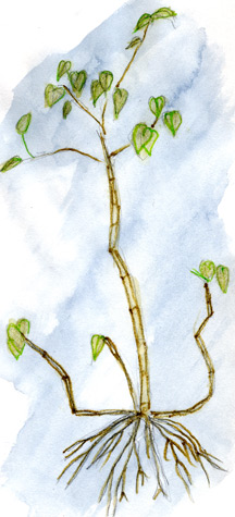 drawing of kava - entire plant