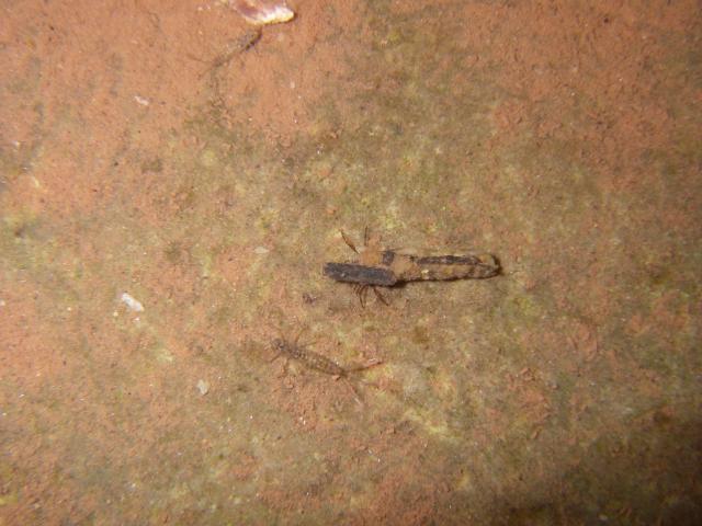 Caddisflies