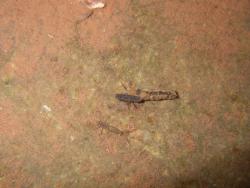 Caddisflies