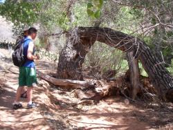 Cottonwood tree