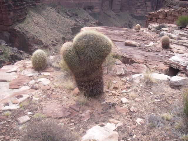 Glove cactus