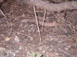 Grand Canyon rattlesnake