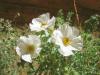 Prickly poppy